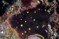 Reptadeonella violacea